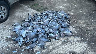 Wood Pigeons On Peas 200 Bird Day Shotkam