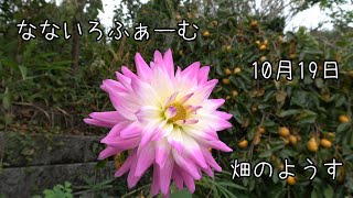 Natural Farming - Sankaku, Roadside, Riverside, and Fields - October 19, 2025