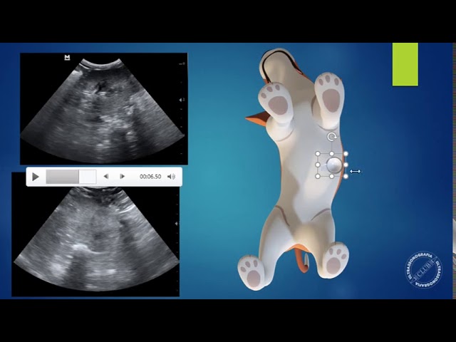 Ultrassonografia Veterinária - entenda a tela do ultrassom