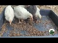 Gallinas ponedoras y pollitos comiendo grillos congelados