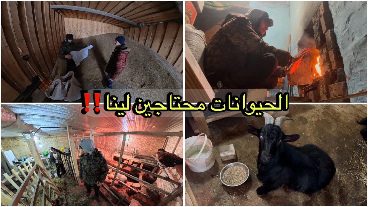 البرد راجع بقوة.. ما عمري تخيّلت نخدم فهاد الظروف! الحيوانات محتاجة لينا!🇲🇦🇷🇺