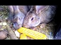 Pro Кроликів, які їдять кукурудзу в качанах.