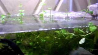 Firebelly Newt Care.