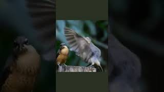 Dişisine Kur Yapan Kuş