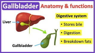 Gallbladder anatomy & function🤔 | Easy learning video by Learn Easy Science 14,308 views 1 year ago 1 minute, 13 seconds