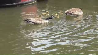 Swan attack  on Canadian Geese  Great Ouse River Ely May 2024