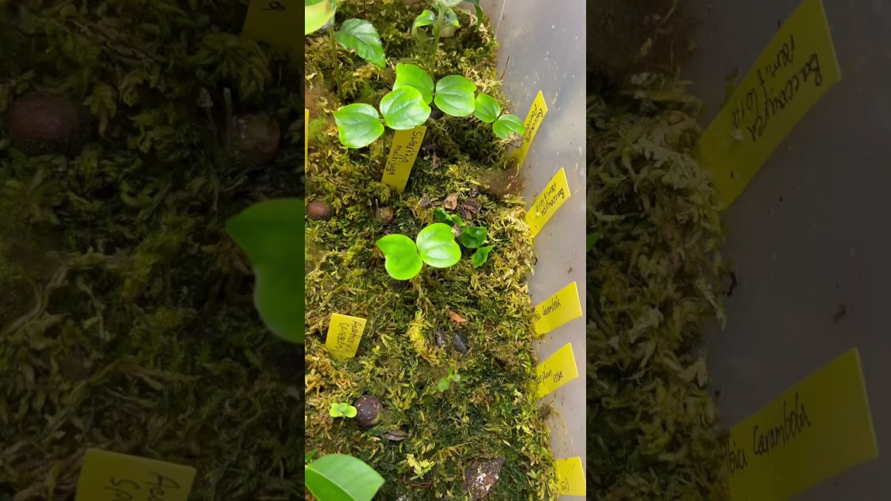 How to germinate rare tropical fruit seeds 