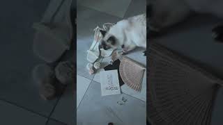 our shoot got photobombed...