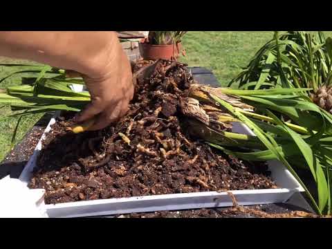 Video: ¿Cómo se reproducen las orquídeas cymbidium?