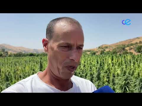 Los agricultores marroquíes ya no siembran con temor