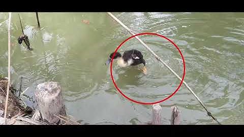 Hướng dẫn cách câu cá lóc bằng vịt con // và màng câu cá lóc bá đạo // fishing