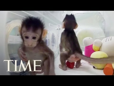 سائنسدانوں نے پہلی بار بندروں کی کلوننگ کی، کیا اس کے بعد انسان ہیں؟ | وقت
