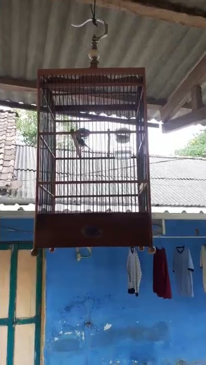 prenjak putih bren jangkrik
