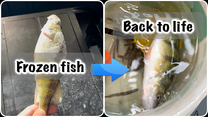 Frozen fish comes back to life! Believe it or Not!