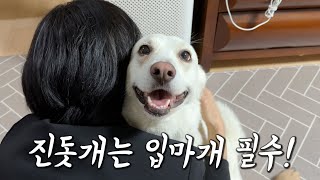 소신발언 하겠습니다. 진돗개 예쁘지만 입마개는 꼭 착용해야 합니다