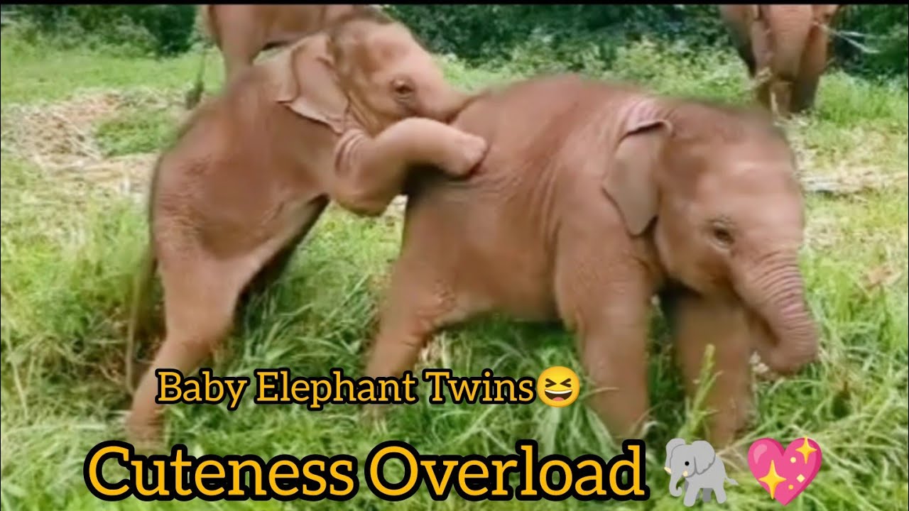 Funny Baby Elephant Calves 😂 Double Trouble Play & Snuggle Moments”|| Baby Elephants Being Adorable 