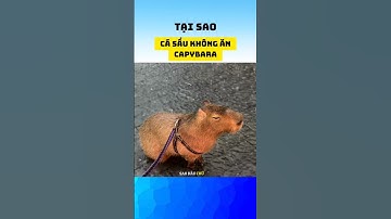 Tại sao cá sấu không ăn capybara #shorts #cute #dongvat