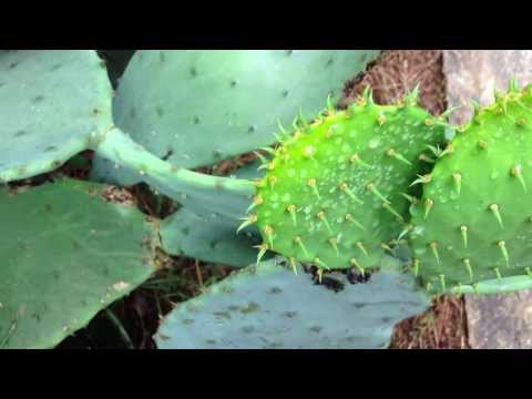 Wideo: Leczenie wirusa w kaktusach - dowiedz się więcej o wirusie opuncji Sammonsa