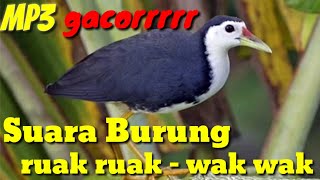 Suara Burung Wak Wak ,Burung Ruak Ruak Terbaik Gacor