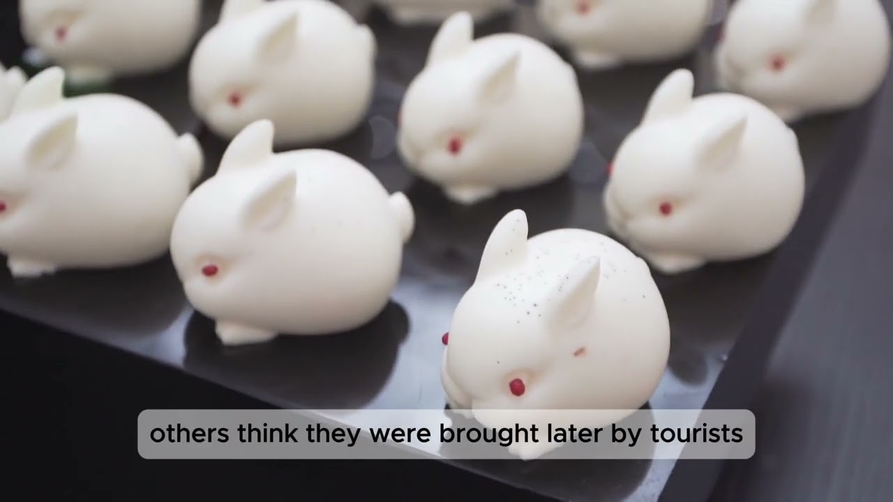 Japan - A Hidden Island Where Hundreds of Rabbits Rule the Land!
