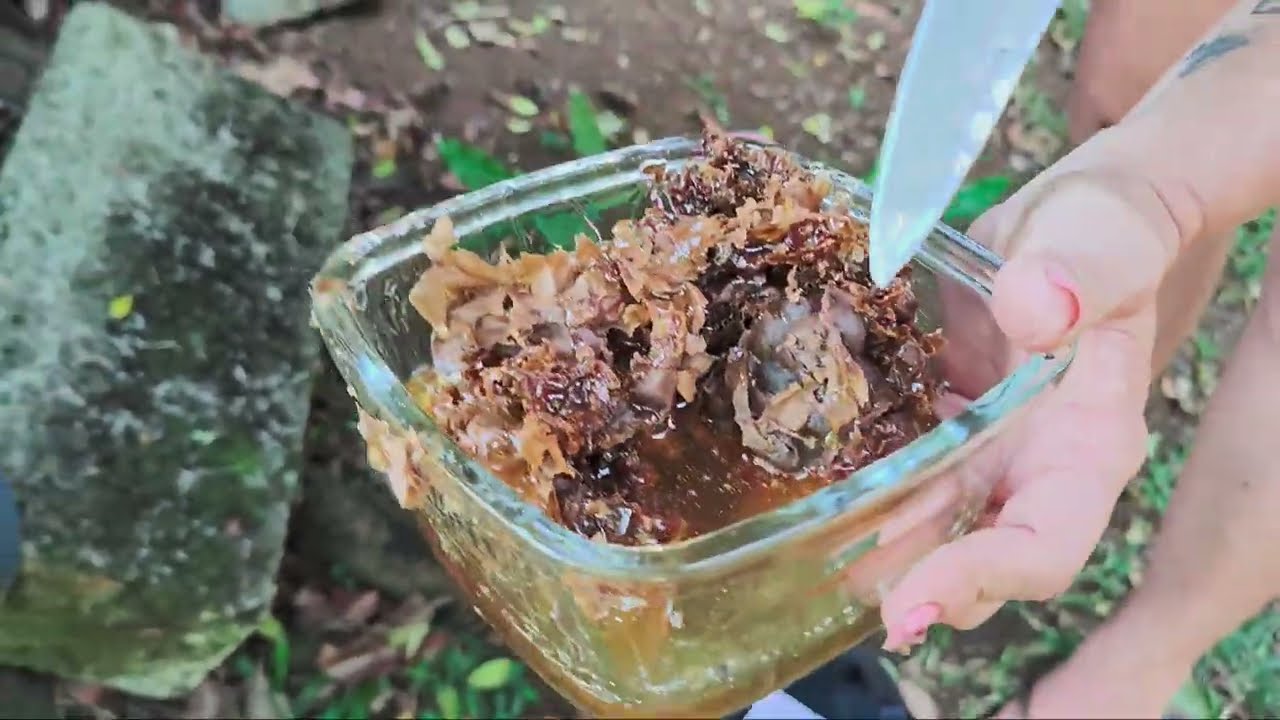 “Você Já Viu Como Tirar Mel das Abelhas Jataí? 🍯 Vida Simples na Nossa Chácara!”