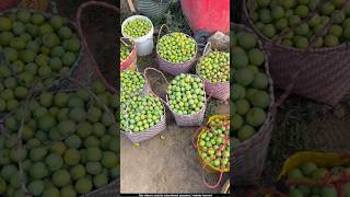 These berries are eaten in China as pickles and preserves murabba 🤔l #jujube