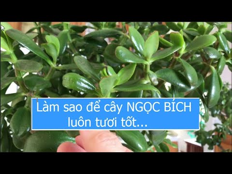 Video: Tỉa Cây Ngọc Bích - Cách Tỉa Cây Ngọc Bích