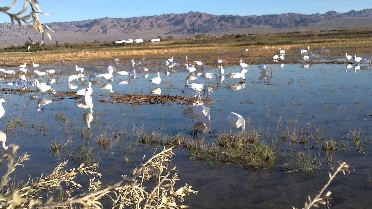 Hunting snows at Wister with TeamRefuge YouTube