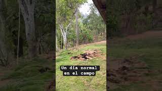 De el campo para el mundo #lluvia #suscribete #graciasporelapoyo