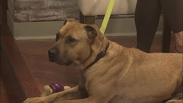 Ask the Vet:  Lyme Disease Signs