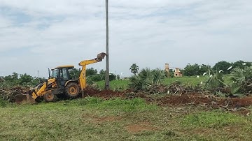 Palmyra palm tree removing with jcb backhoe || jcb video