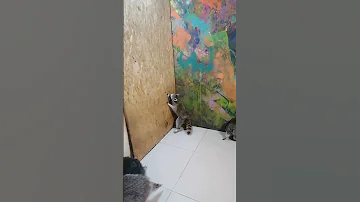 Енот прыгает на стену