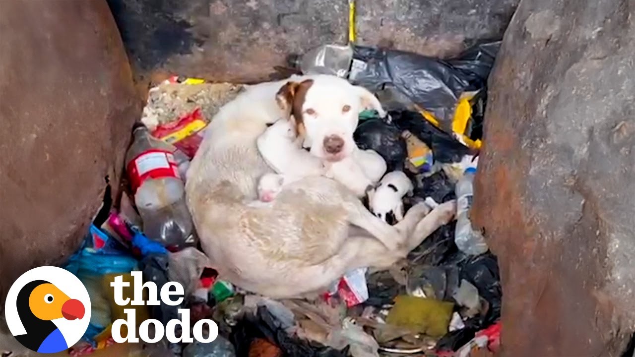 Мама и её крошечные щенки вместе спасаются из мусорки | Додо