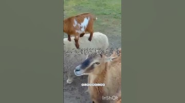 سورة العصر (بدر التركي)