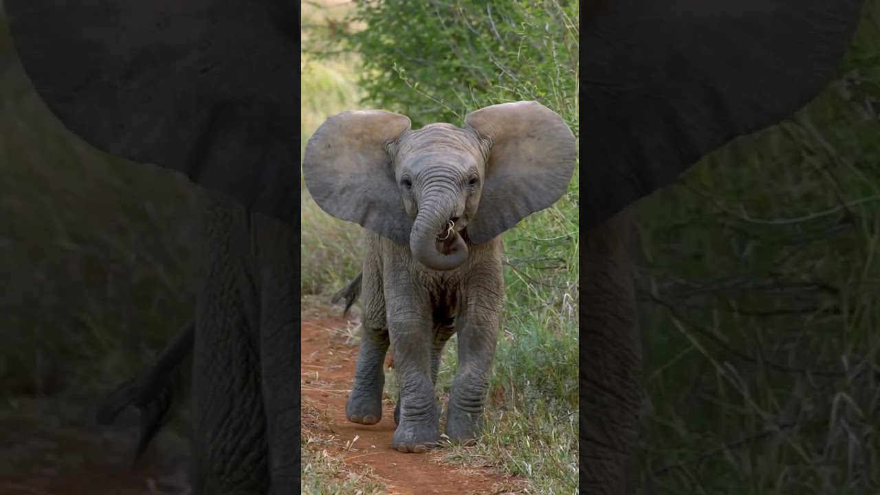 cute baby elephant playing and eating 
