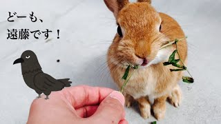 庭に遠藤さんが大繁殖でウサギは大喜び！ #761