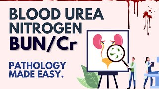 Blood Urea Nitrogen l BUN/Cr Ratio l Pathology Made Easy Resimi