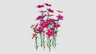 Growing Pink Flowers 4K Stock Motion Graphics
