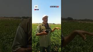الحمدلله لأول مرة يتم نجاح زراعة القطن المصري بجنوب سيناء Cotton of Egypt. #saharadesert