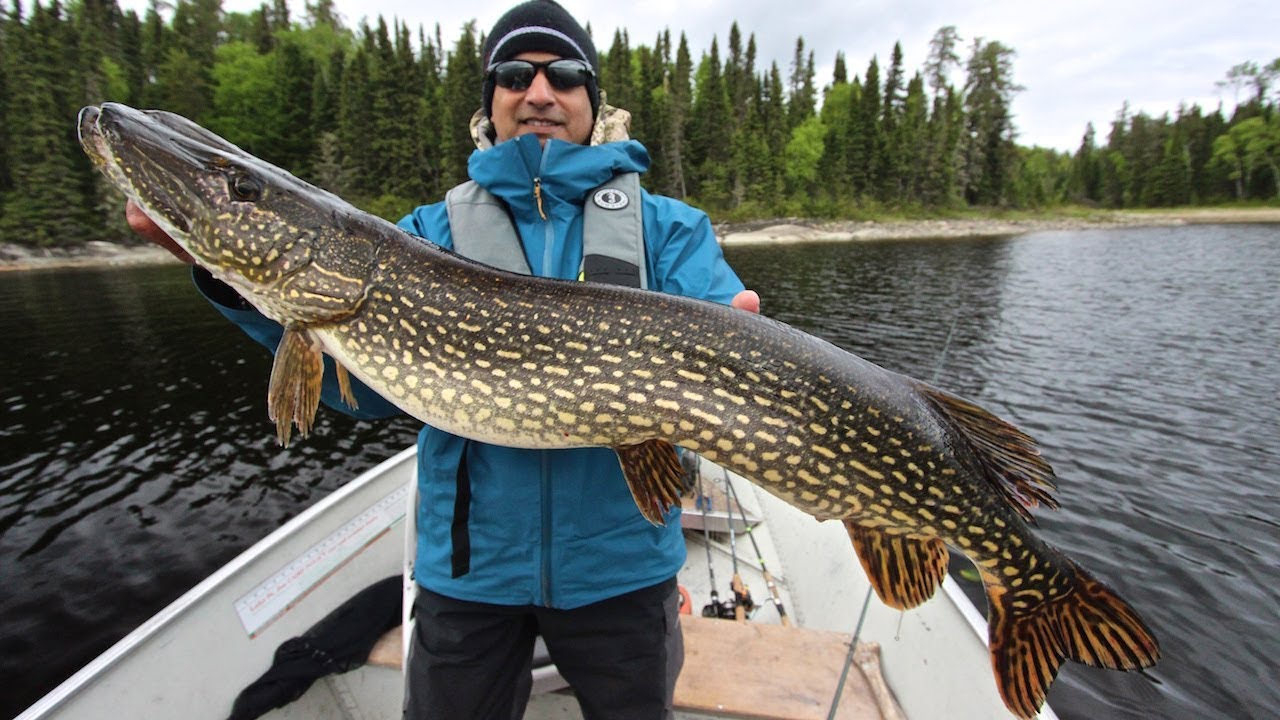 Trophy Pike At Slate Falls Root Bay Outpost Camp!