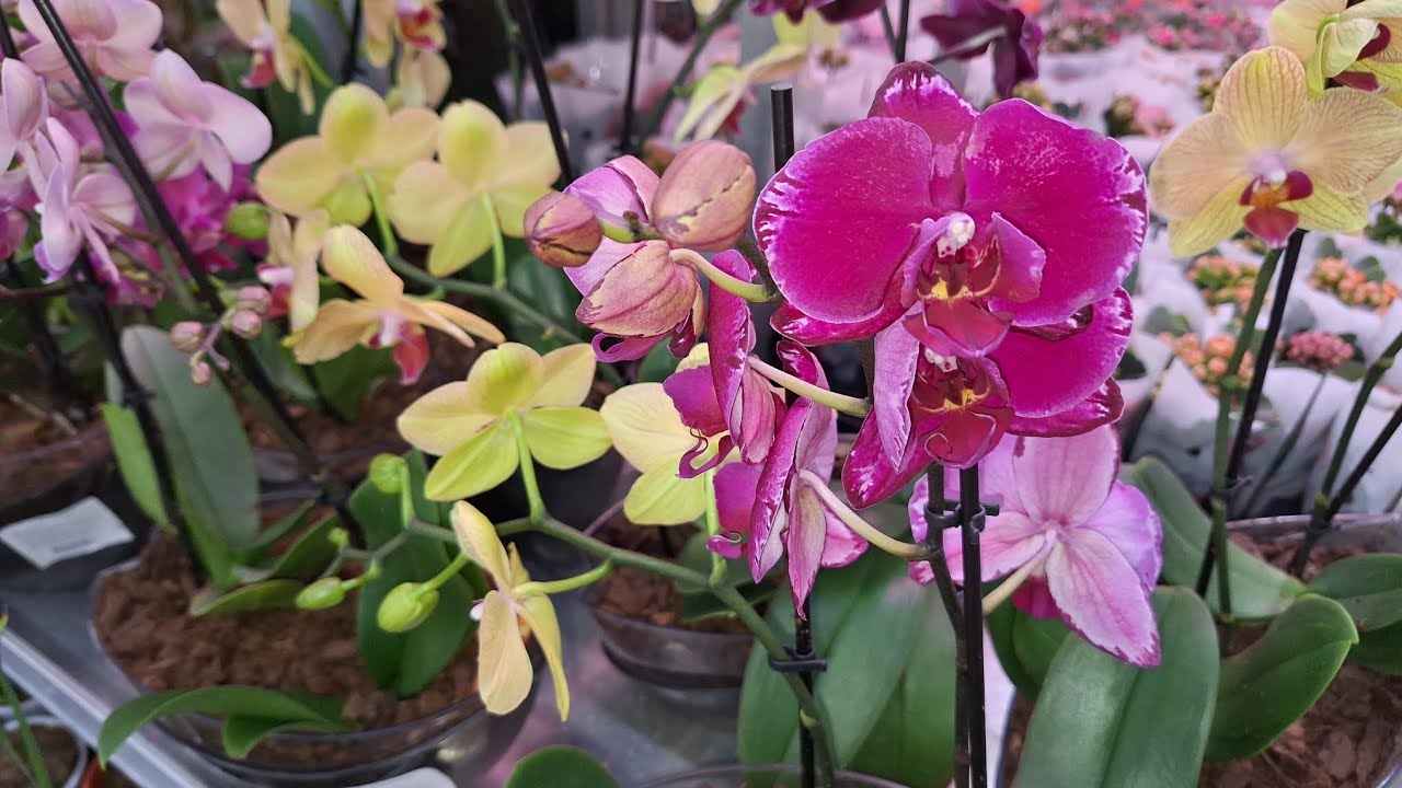 ОРХИДЕИ в ЛЕМАНА Новые поставки 28.02.2026г.