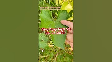 Bạn biết công dụng tuyệt vời của Lá Mướp chưa?