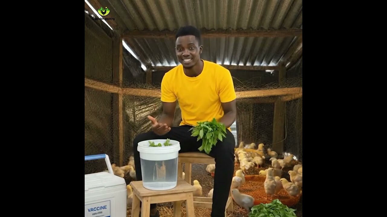 Can Herbs be substituted for Vaccines in poultry farming? For better understanding Watch This Video!