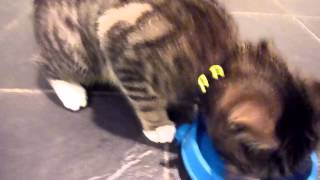Snuggles attacking chicken :)