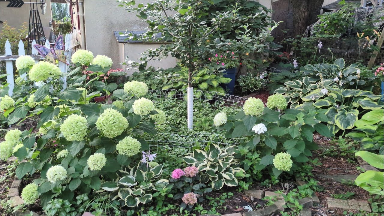 Early August woodland garden tour. Big beautiful hostas hydrangeas, lots of blooms.