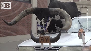 Car With Enormous Bull Riding Shotgun Pulled Over in Nebraska