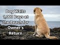 Dog Waits 1,000 Days at the Beach for Owner's Return #animals #dog