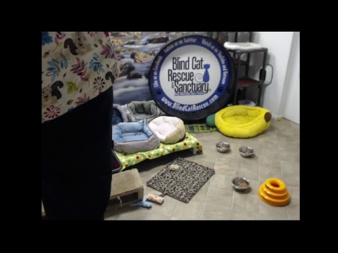 special needs animal rescue Blind Cat Rescue & Sanctuary, Inc Live Stream