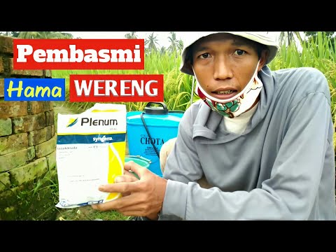 Video: Apa Itu Wereng - Pelajari Tentang Wereng di Kebun