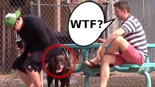 Wet Fart Shart Prank Featuring Sharting On Dogs